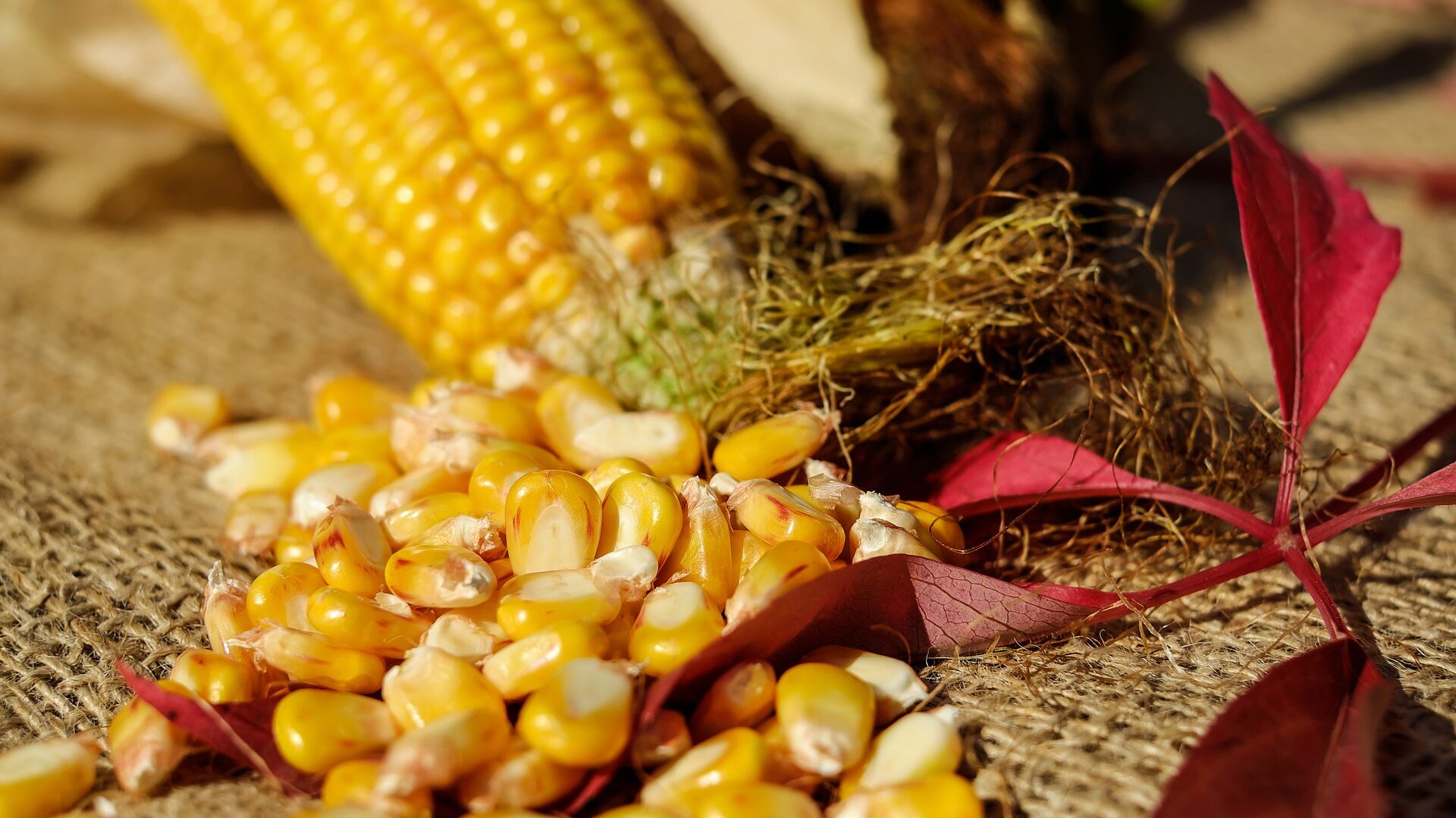 corn-1722285_1920